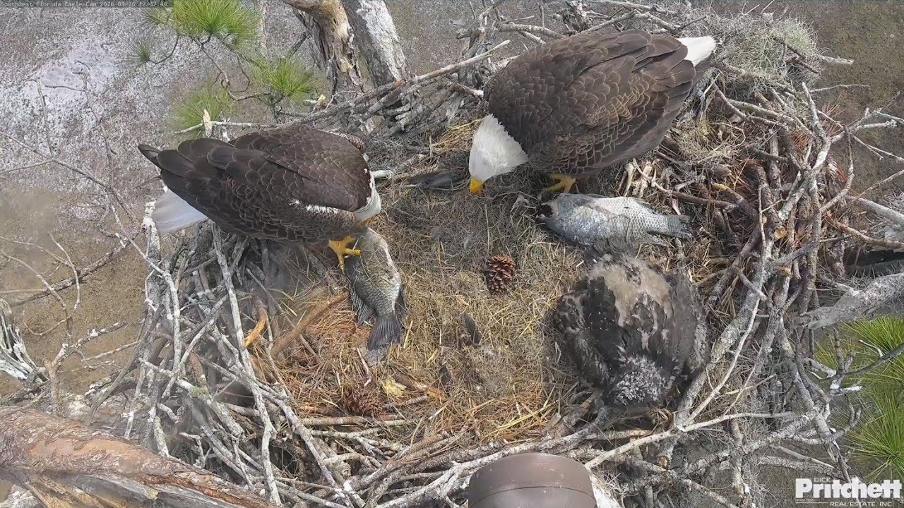 SWFL EAGLE CAM 2026.1.26 M15 and F23 brought the same type of fish (tilapia)!