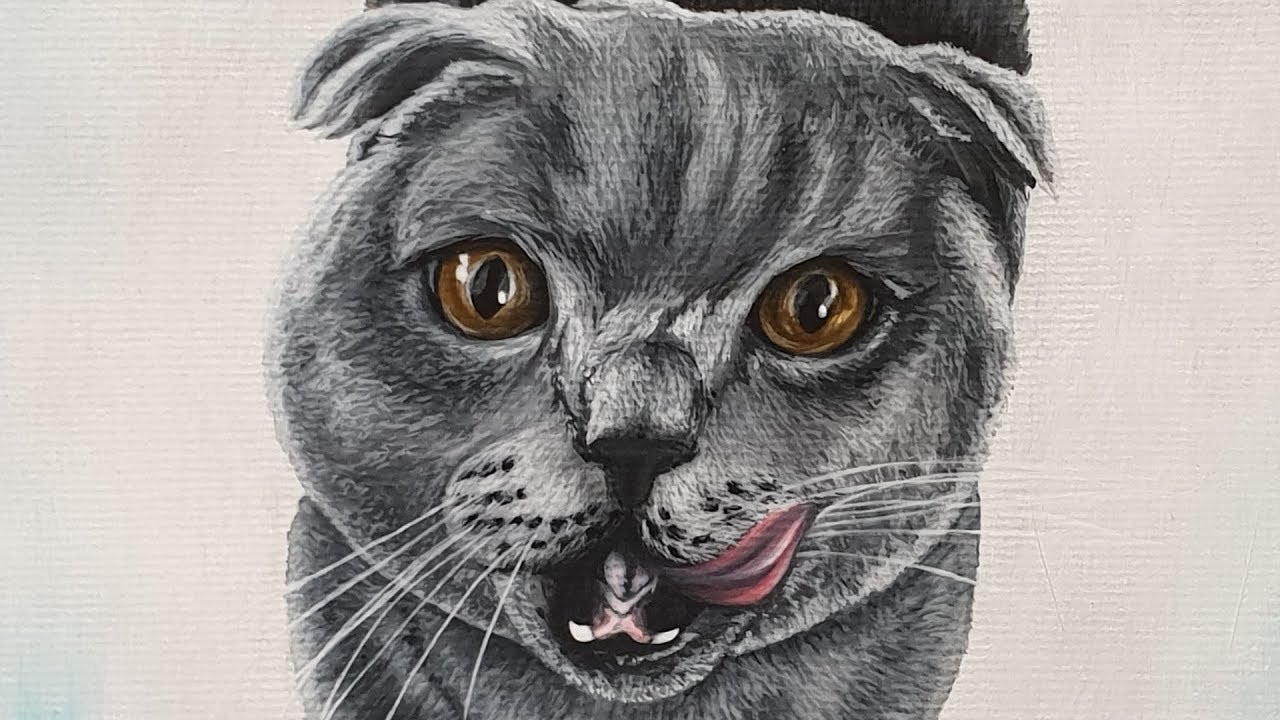 Katze (Scottish Fold) malen / Painting a Cat