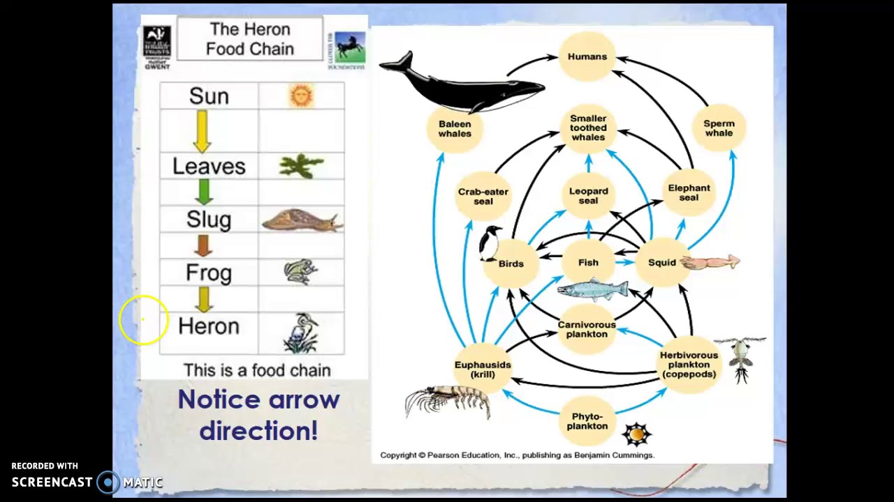 Ecology Basics