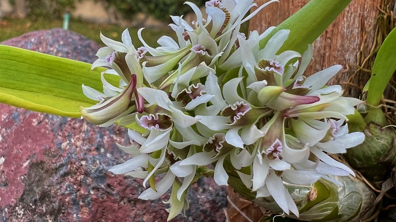 ОРХИДЕЯ Dendrobium peguanum! Цветение и немного об уходе.