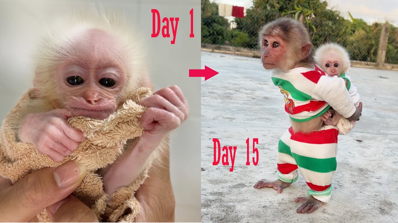 Collection of touching videos when poor little monkey ZiZi returns to his family