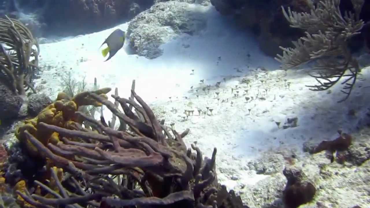 Cozumel, Mexico, Scuba Diving Trip 1 HD video