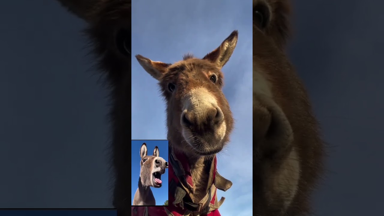 Donkey sound Jackass noise #Braying Donkey Sound || #ugly Sounds || #shorts || #Animalspoorly #viral