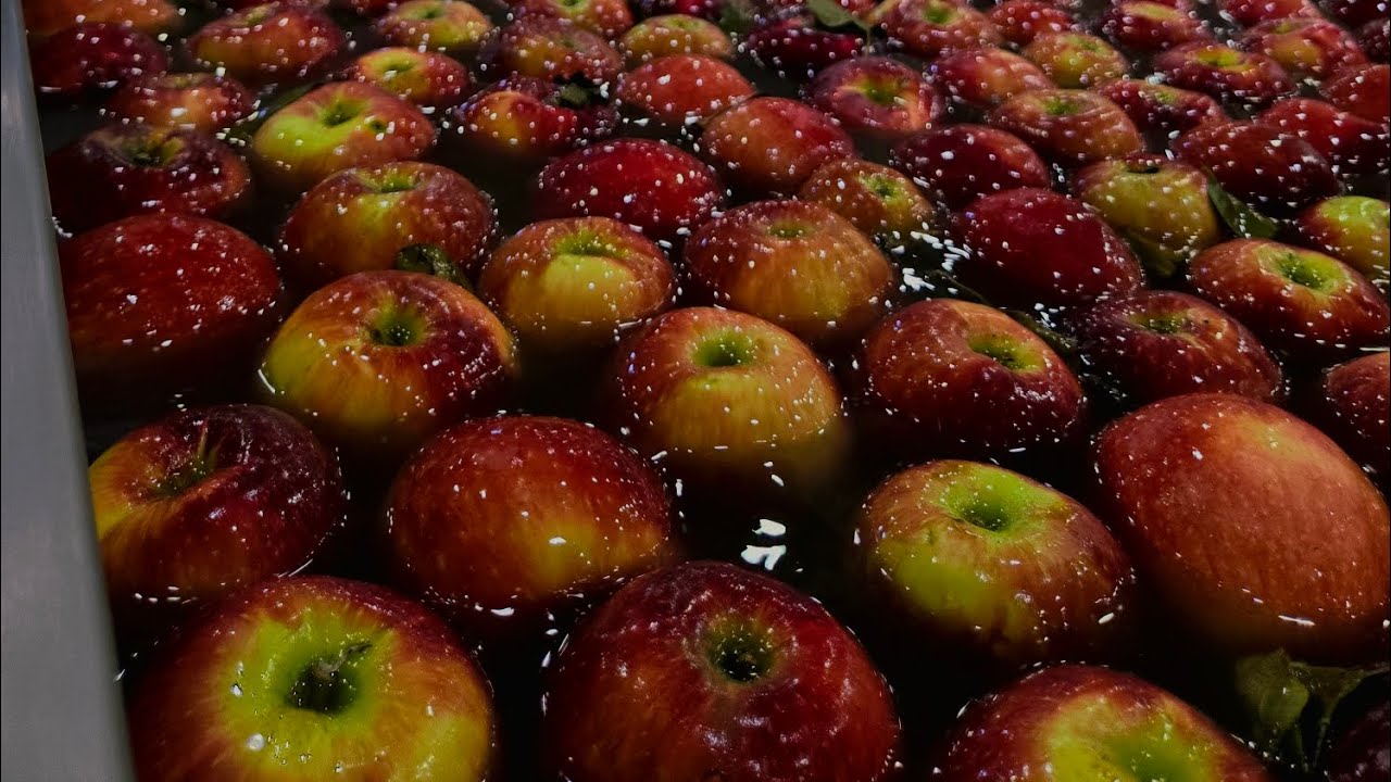 Cosmic Crisp Apple Process | News Package | CosmicCrisp®