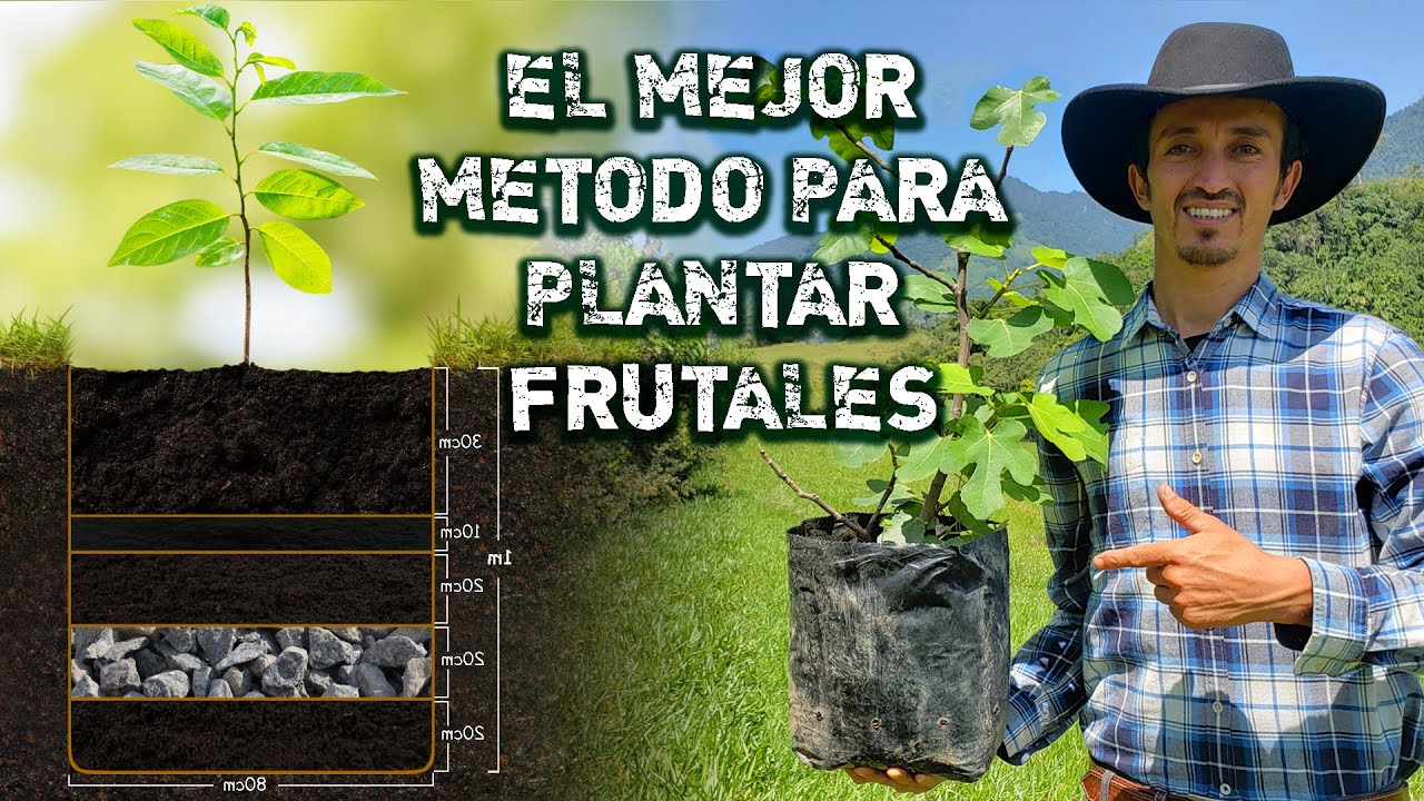 MÉTODO PARA PLANTAR ÁRBOLES FRUTALES - MÉTODO USADO POR  ELENA G. DE WHITE