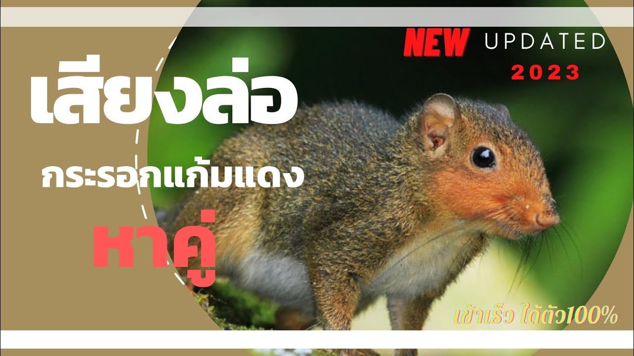 ສຽງຕໍ່ກະຮອກແກ້ມແດງ || เสียงล่อกระรอก (กระแต) เข้ามาเยอะจัด ไปเปิดดูซิครับ