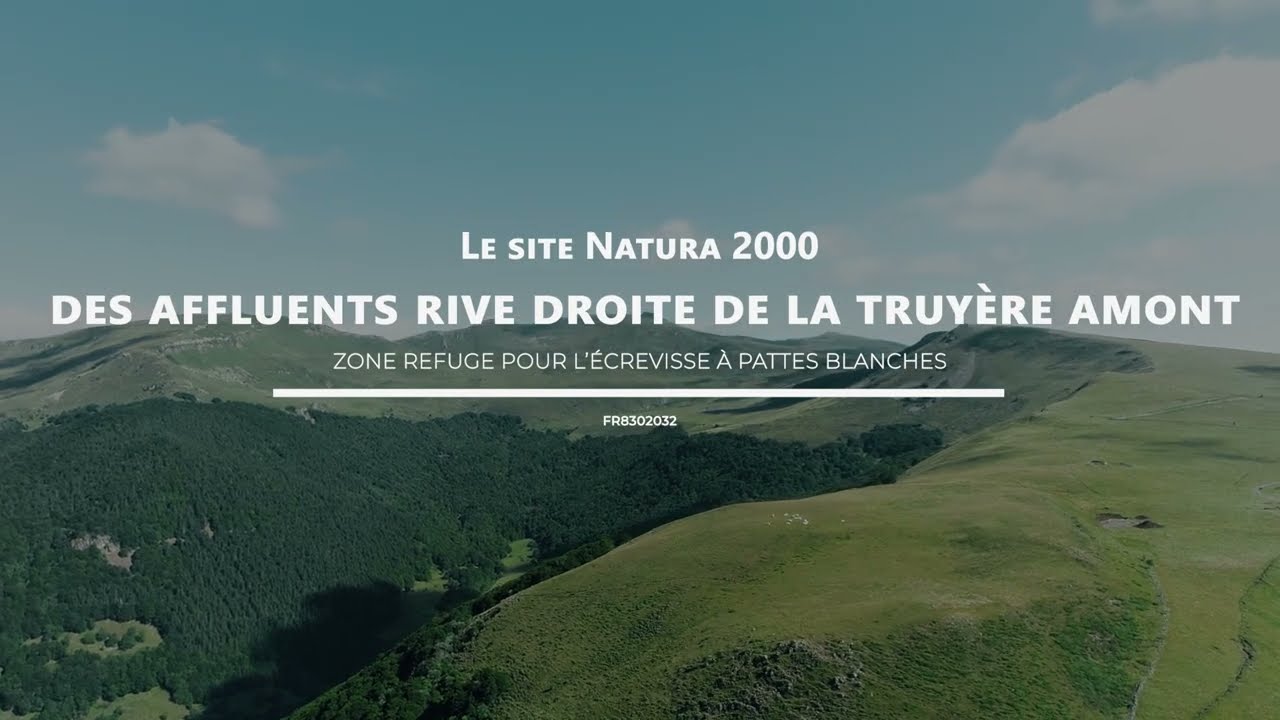 L’écrevisse à pattes blanches du site Natura 2000 « Affluents rive droite de la Truyère amont »