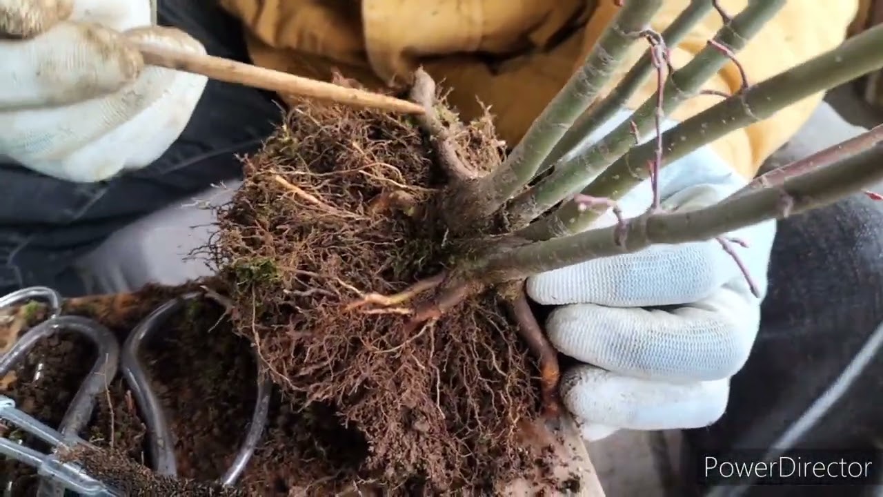モミジ寄せ株の植え替え