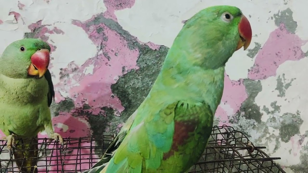 #parrot#🦜🦜🦜🦜🌺 trending# viral video #Mithu Mithu# Mithu 🙏💕🌺🦜🦜🦜🦜🦜🦜💕🙏