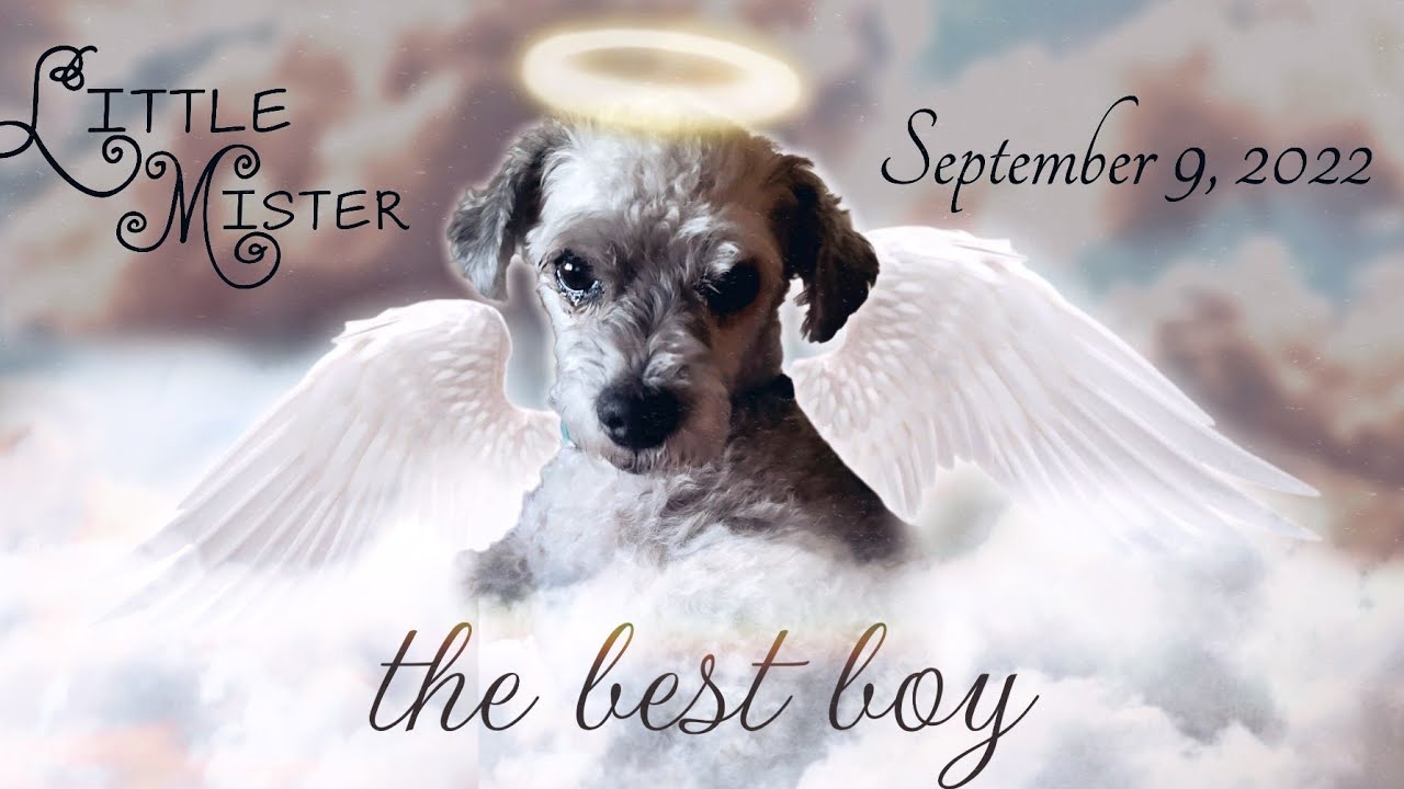 A Tribute to the Best Boy