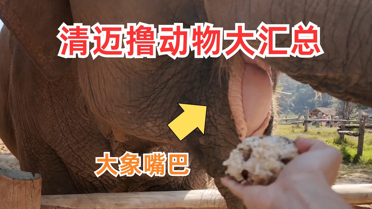 清迈撸动物咖啡厅大汇总｜All Kind of Animals Cafe in Chiangmai