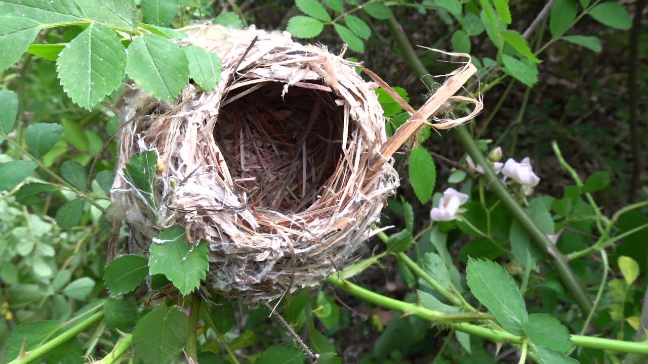 새둥지....할미새 둥지??.a  bird's nest,......North Jeolla Province( 전라북도 全羅北道 ) ..... Jeonju . ....KOREA