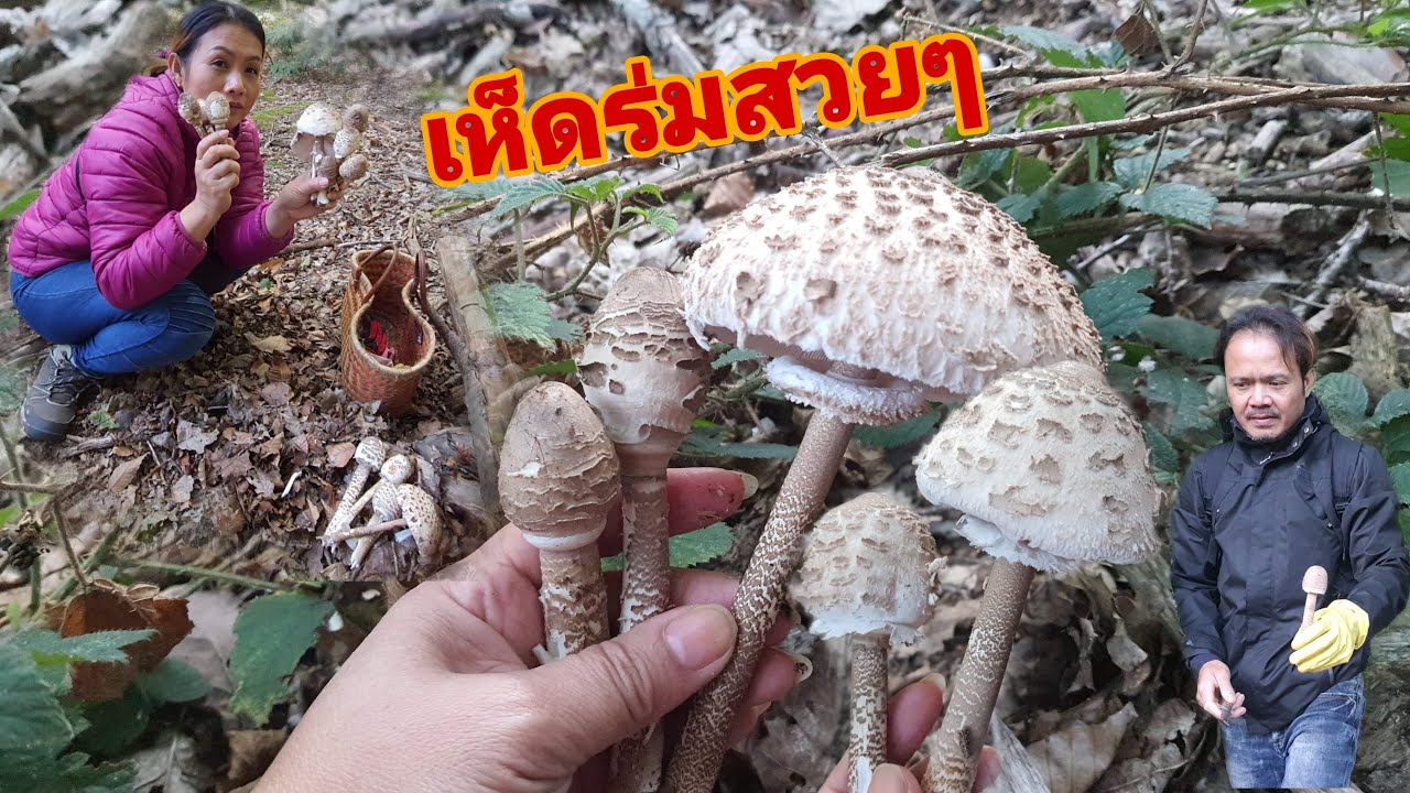 เข้าป่า เก็บเห็ด เห็ดร่ม กำลังออกเต็มเลยดอกสวยๆ