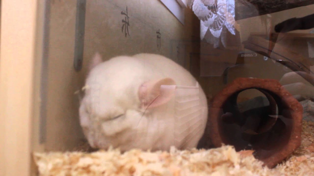 Naissance bébé chinchilla