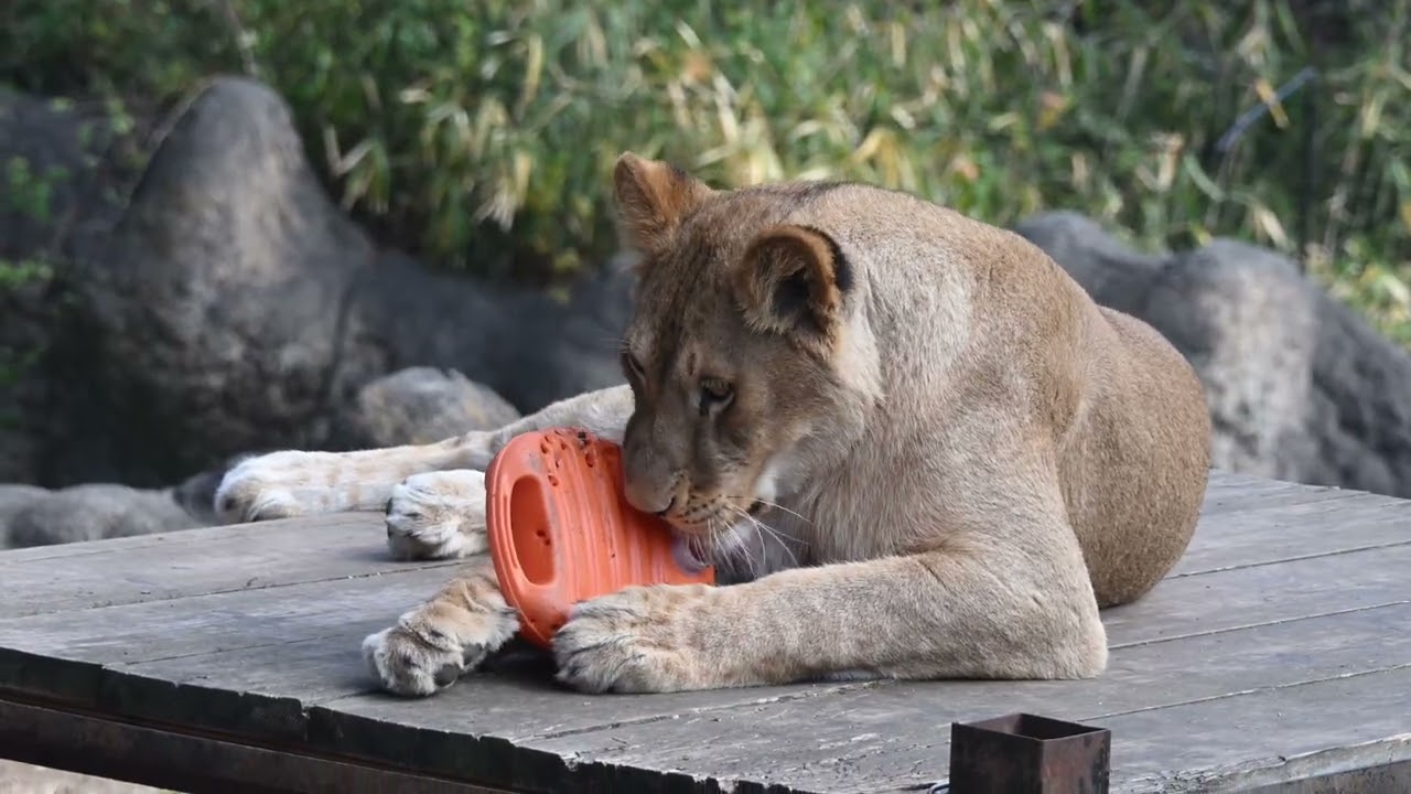 とべ動物園 アフリカストリート ライオン舎 つくし・アネ・モネ・リリ花・さくら