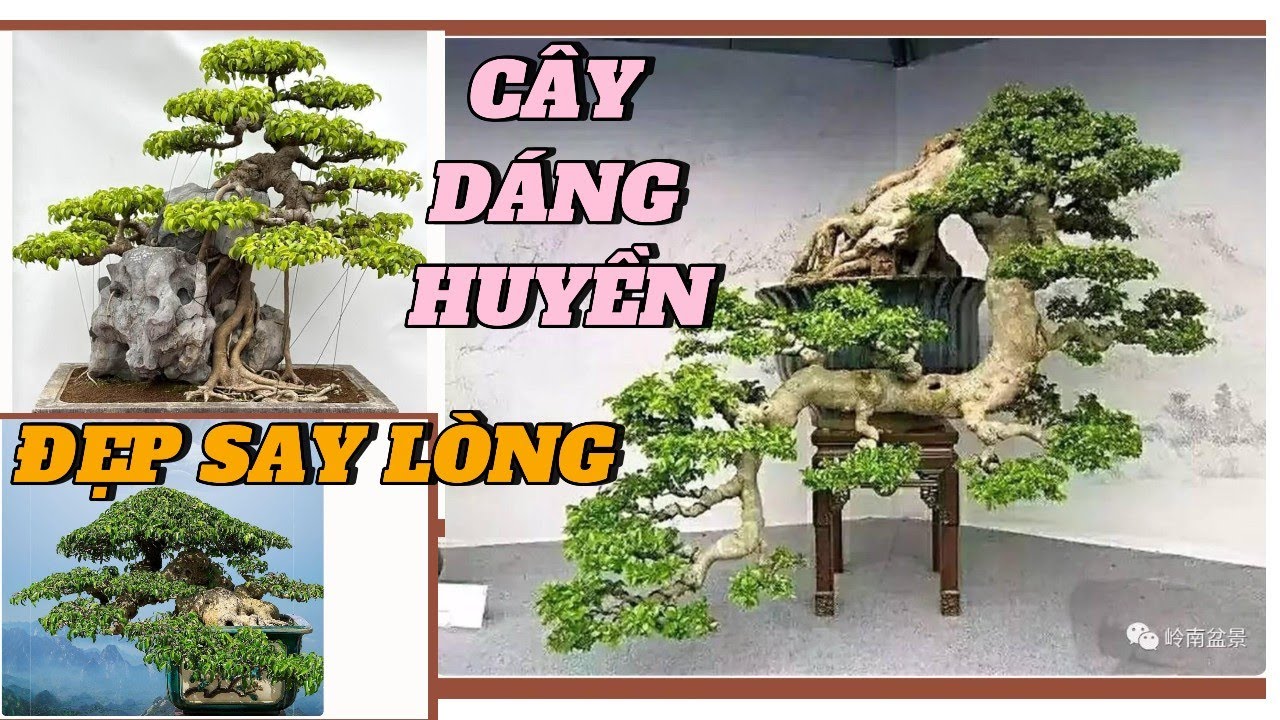 Chiêm ngưỡng loạt bonsai dáng huyền đẹp đến say lòng#bonsai #caycanh #bonsaitree
