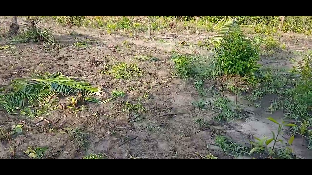 Estou preparando esse terreno para o plantio de Milho e Melancia 🍉