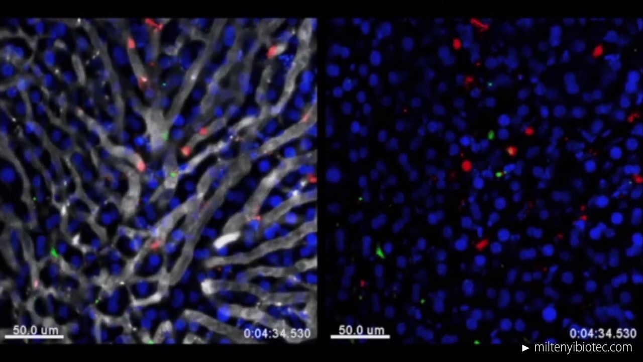 Effector CD8+ T (CD8 TE) cells crawl along liver sinusoids