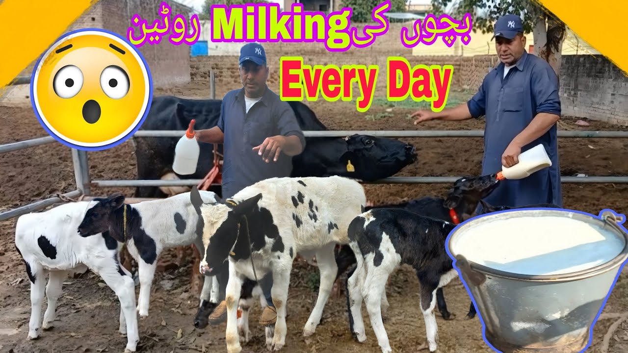 Dairy Farm Ki Assal Kamai Kaise Hoti Hai? Is par tuwajoo daye !