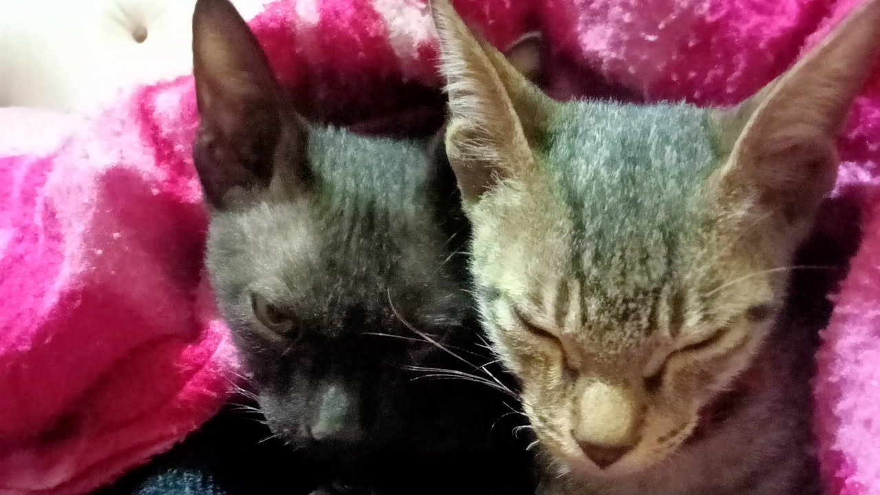 cat lover ay  is live राधे राधे फ्रेंड्स 🥰 🥰