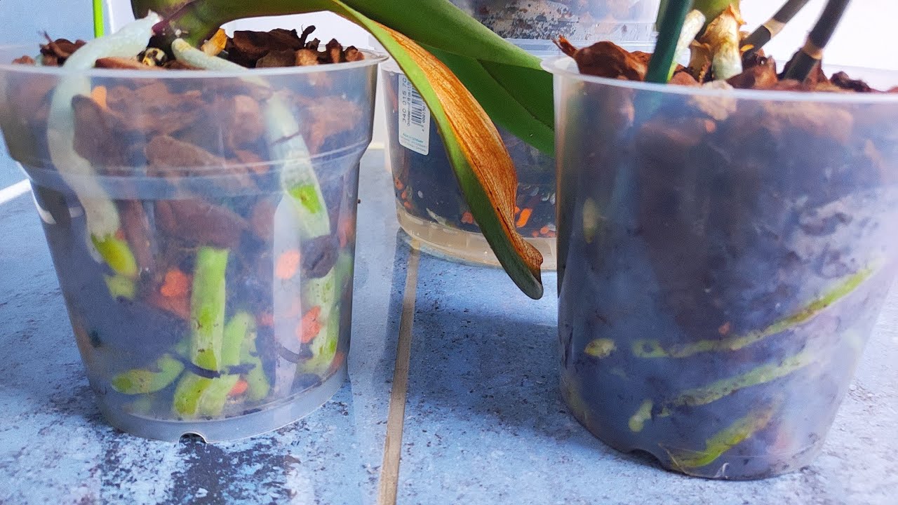 Почему у орхидеи тонкие корни? Чего не хватает орхидее?