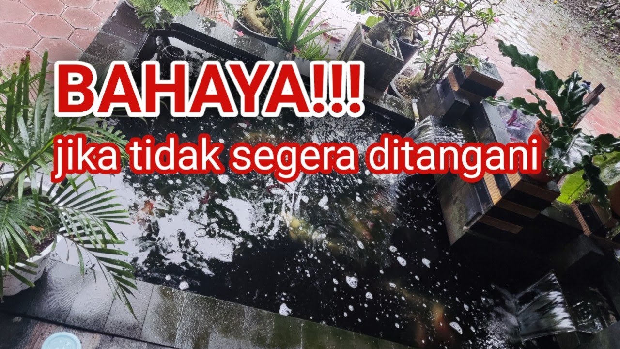 IKAN KOI KAWIN DI KOLAM FILTER, Begini penanganannya!