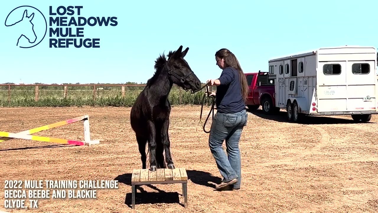 Lost Meadows Mule Refuge 2022 Mule Training Challenge, Becca Beebe and Blackie