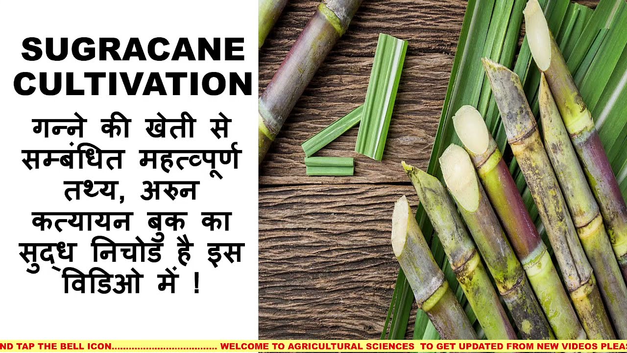 Sugarcane Cultivation- Methods of Planting, Tjeblock method,Algin Method,Partha Method,Furrow method