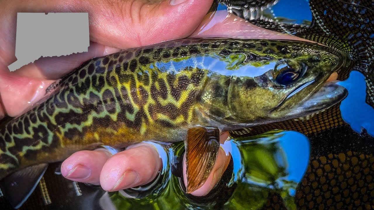 NEVER Thought I'd Catch ANOTHER One (Fly Fishing a New England Wild Trout Stream)