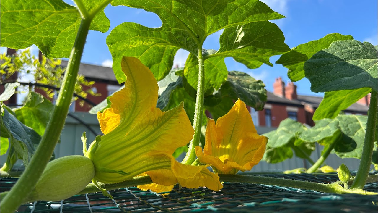 英國曼城6月菜床tour丨魚翅瓜雌雄花齊開丨Krishna Garden Tour
