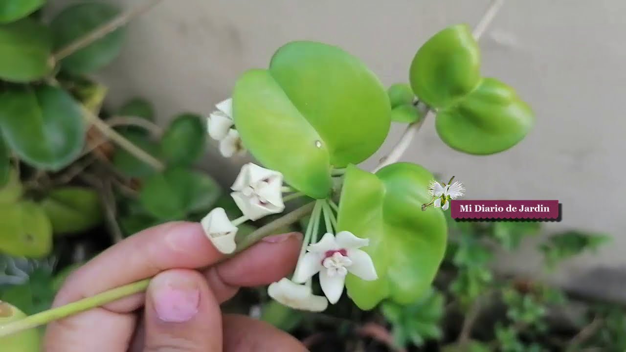 Planta conocida como Hoya, sus cuidados y cultivos, mi diario de jardin.