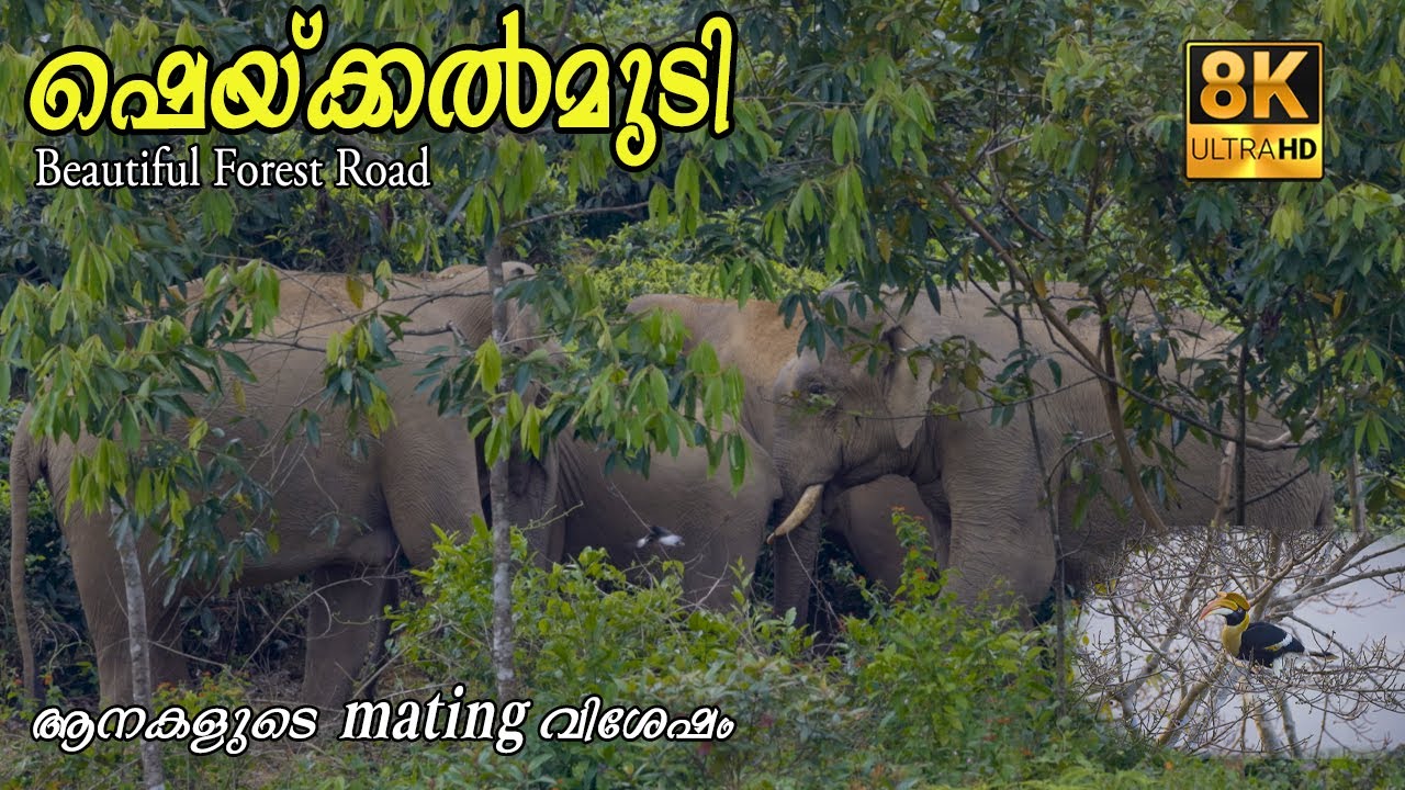 ഷെയ്ക്കൽമുടി!!! 8K