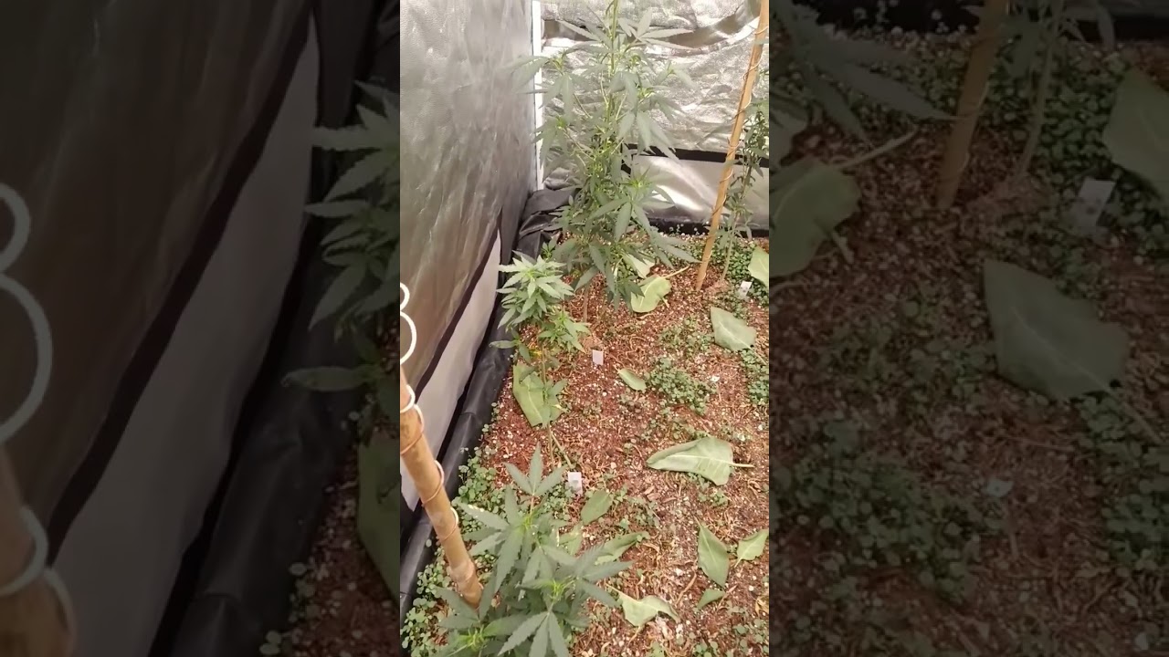 4x4 No-Till Organic Bed Flowering #shorts