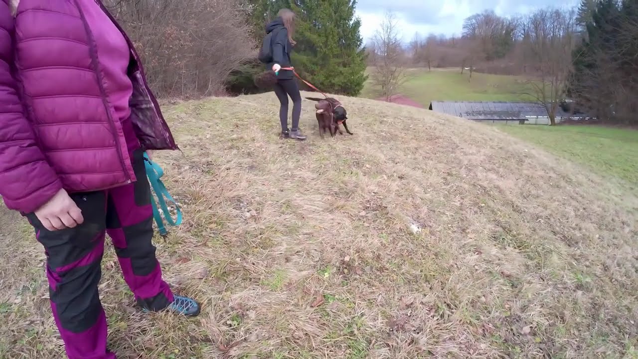 A Walk Turns Into the Best Dog Playtime