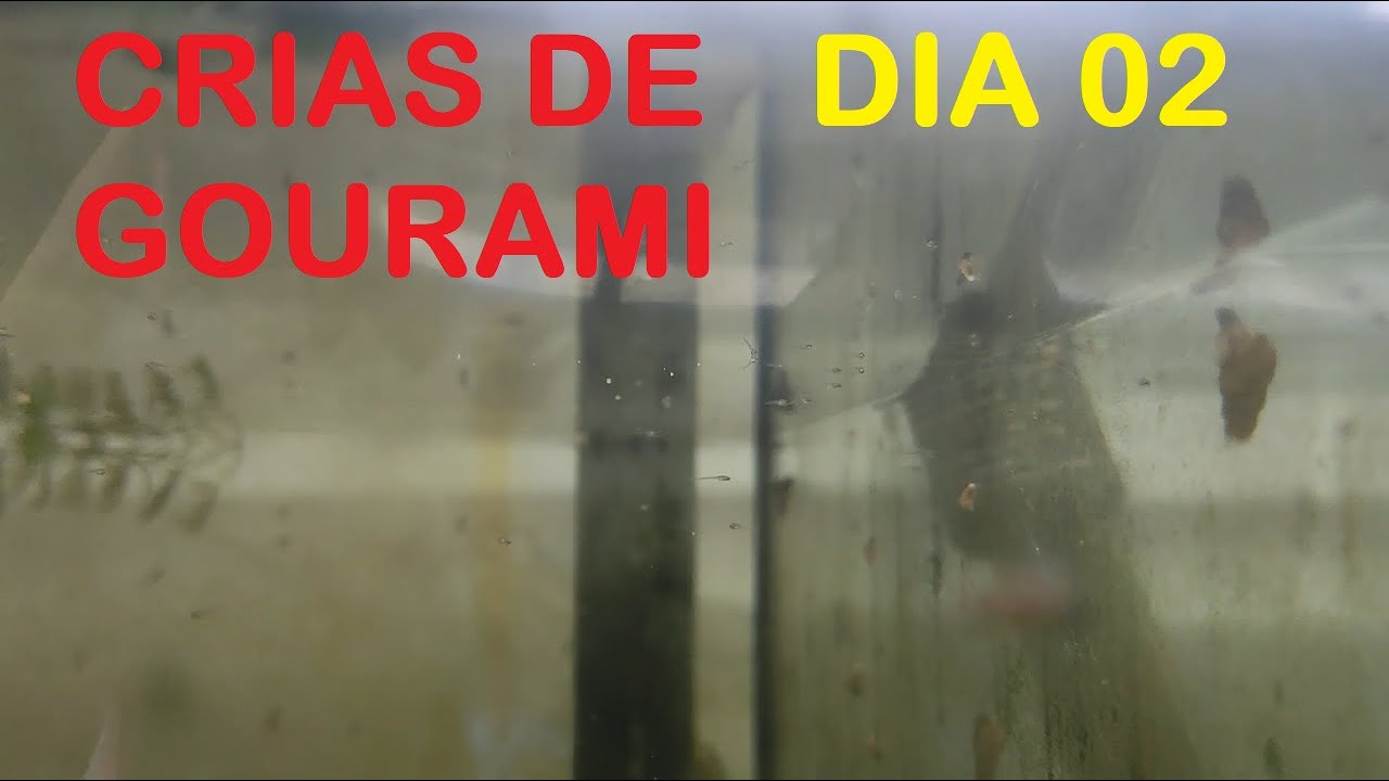 Crias Gourami Día 02