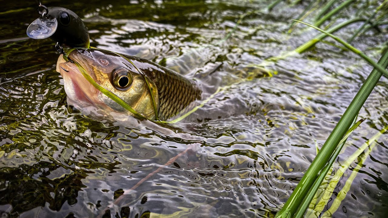 Июньский ЖОР голавля, на новой реке, день Zipbaits Hickory SSR