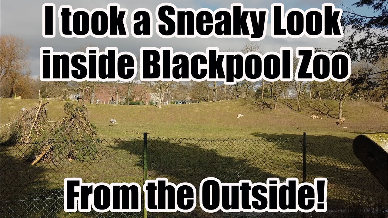 A Sneaky Look inside Blackpool Zoo