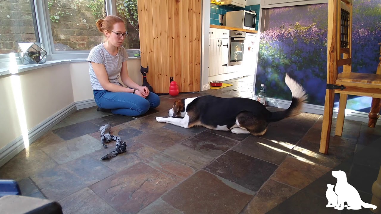 'Find it!' Game for Dogs
