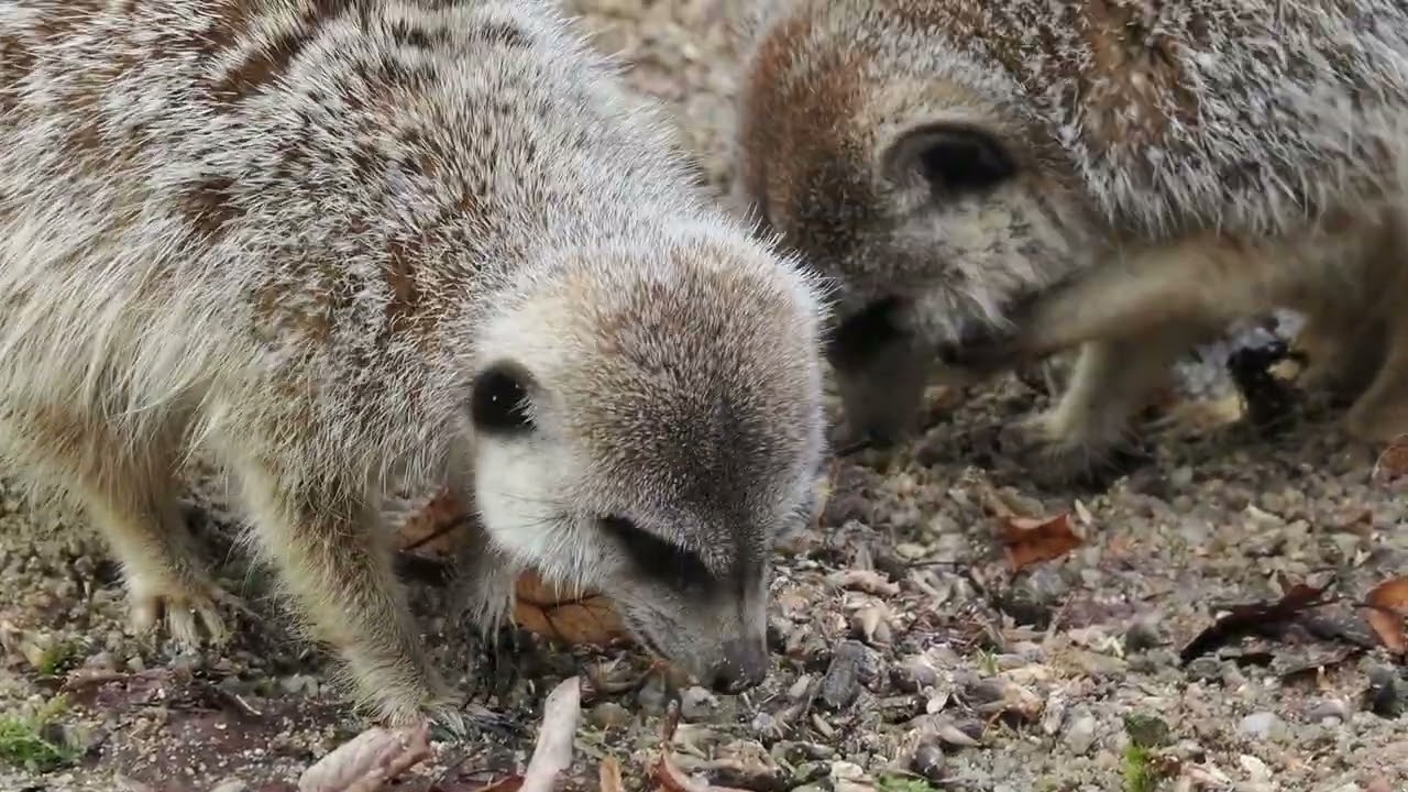 meerkats; lunchtime
