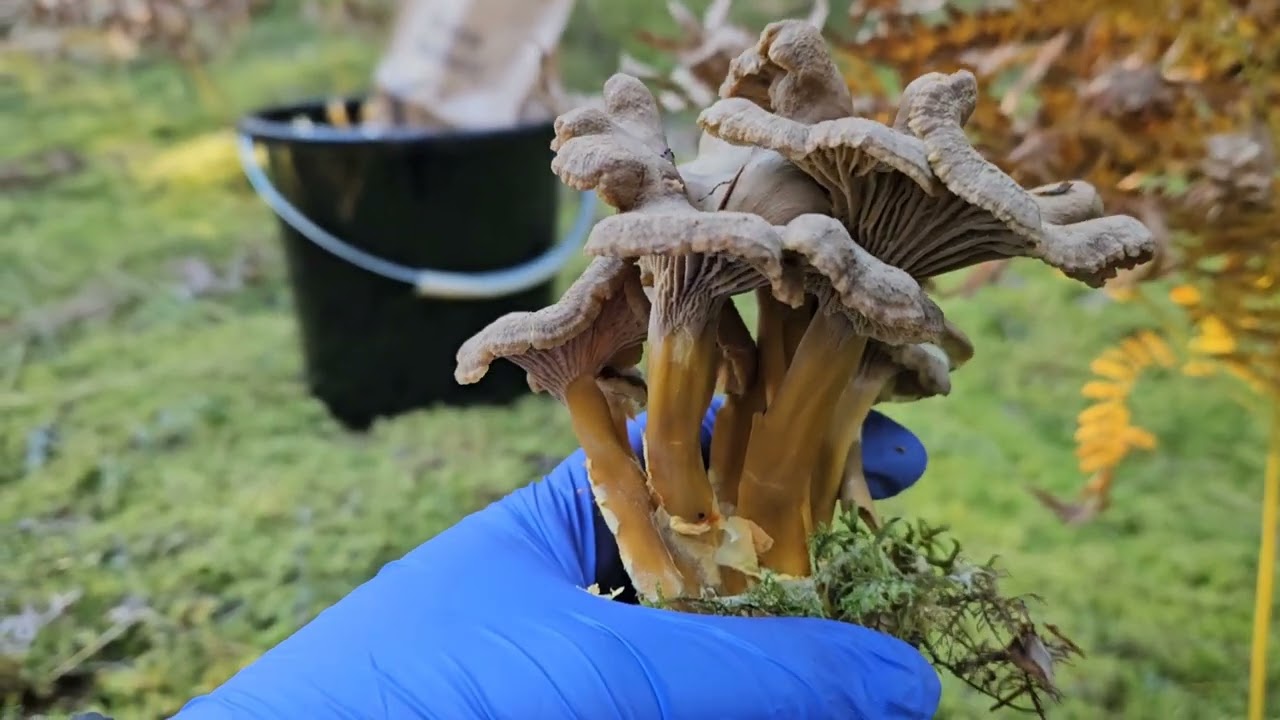 อากาศ ดี พากัน ไปป่า หาเก็บเห็ด กับเอี้อยฮักจ้า 02/10/2025