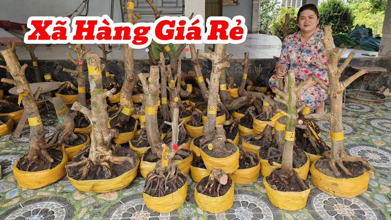 15/3☎️Mai Vàng Giá Rẻ☎️0787905052 Chị Diễm☎️Xã Hàng Phôi Mai Giá Rẻ Đế Đẹp Vào Xem Ngay