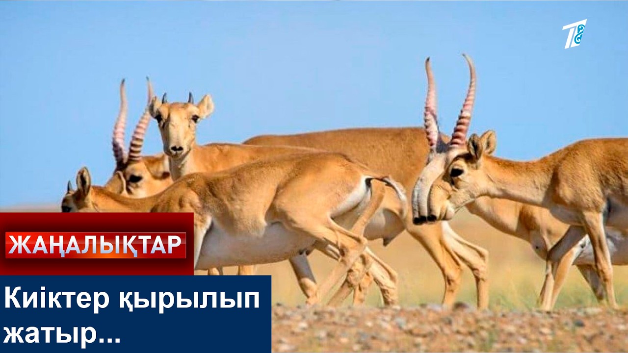 Киіктер қырылып жатыр...