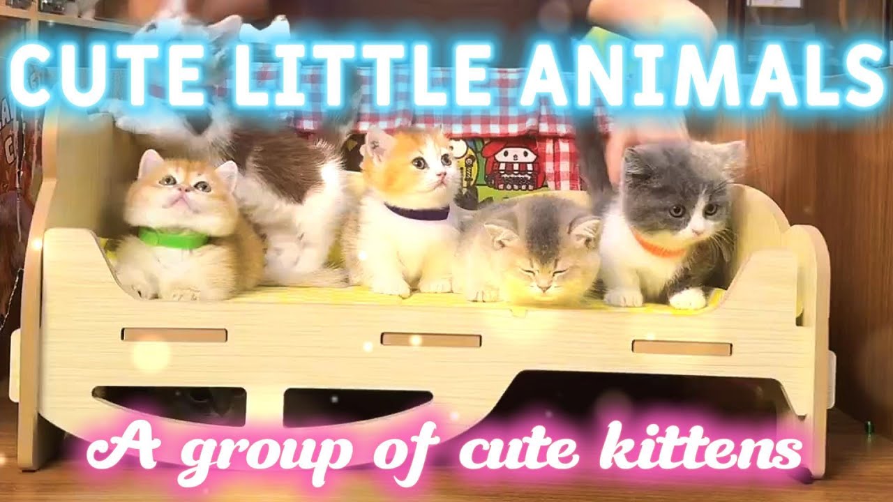 cute little animals | A group of cute kittens....