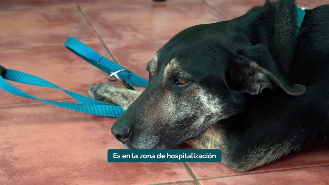 Com funciona el servei de recollida d'animals domèstics?