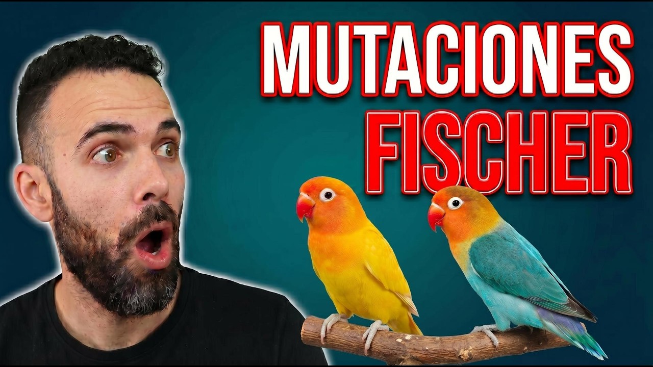 Mutaciones de los AGAPORNIS fischer 🦜-🐦 Colores de agapornis FISCHERI
