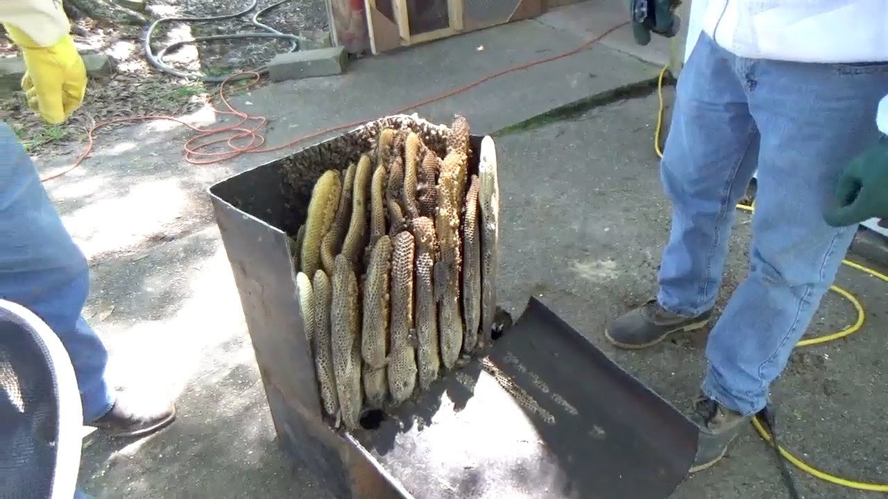 Honey bees in a gas tank!