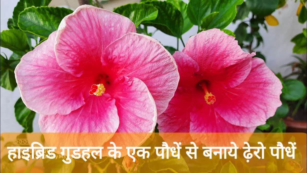 How to Grow Hybrid Hibiscus through Cutting #hybrid #growinghibiscus #cutting #gudhal #ashishkibagia