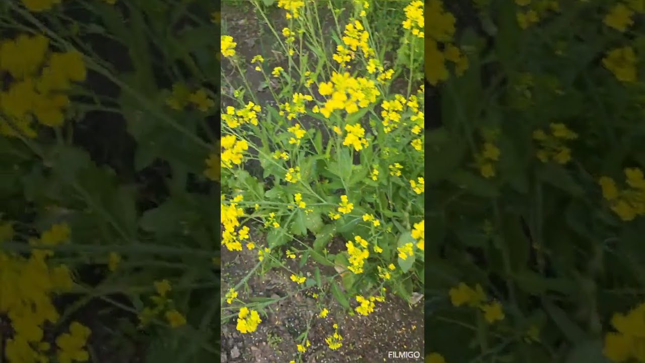 My home garden  me desi dhaniya me flowering suru ho  gai !!🌱🌿🍀☘️🌱?
