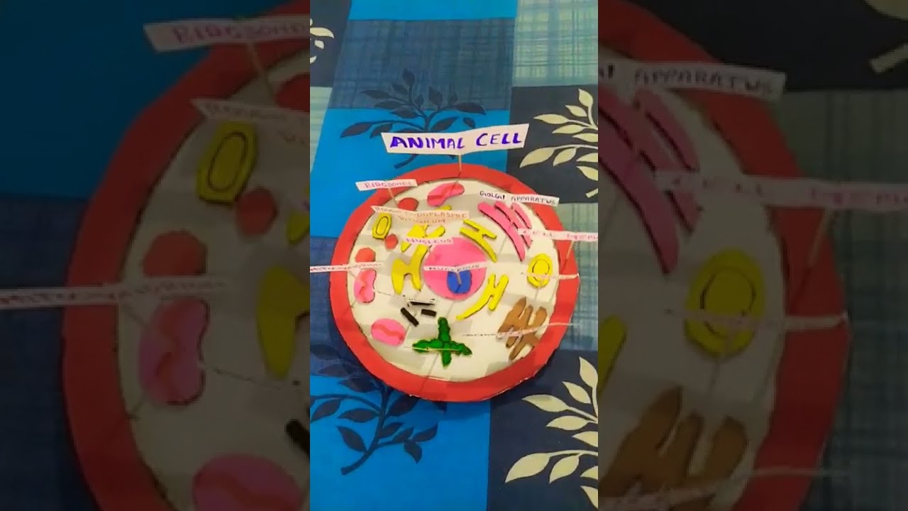 Animal Cell Model with Cardboard |  Animal Cell 3D Model | #animalcell  #3dmodel #project #science