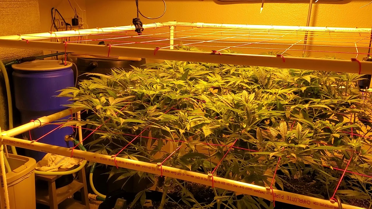 Transition week into flower